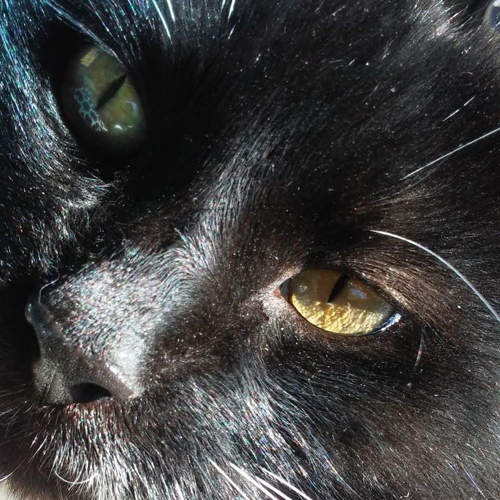 Meet your Posher, Lulu